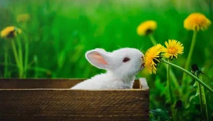 攀枝花伴游，定制QQ：3494206190微信：act1322